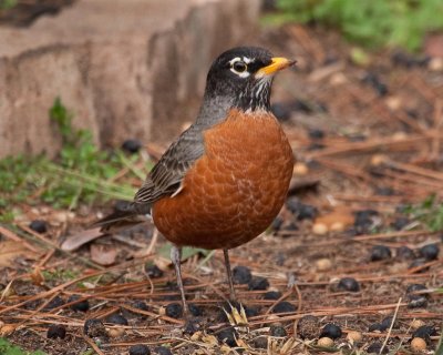Robin