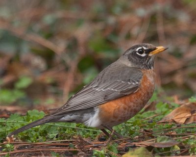 Another Robin