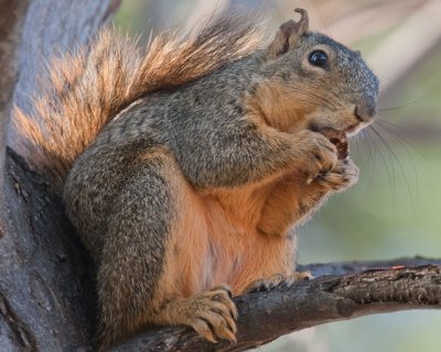 Squirrel