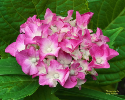 Spring Flowers