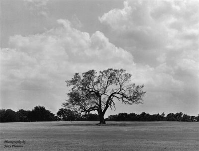 Tree & Clouds