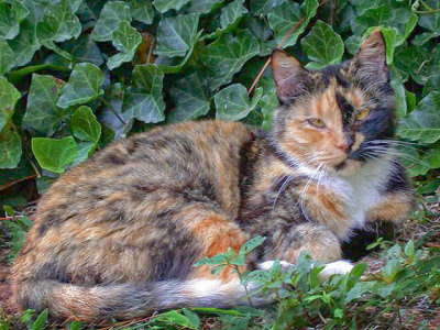 Calico