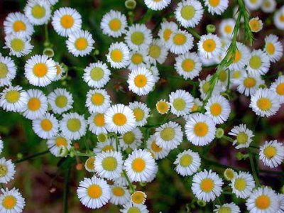 Daisys