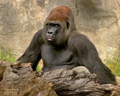 Gorilla