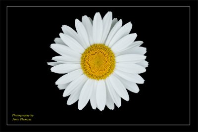 Today's Daisy