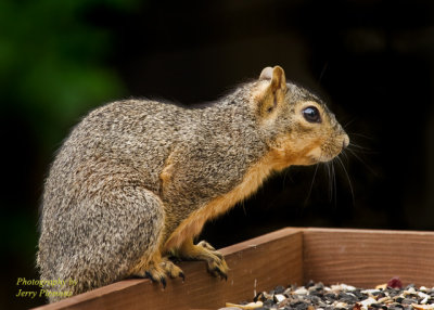 Squirrel