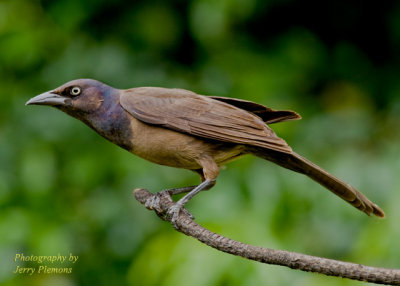 Grackle