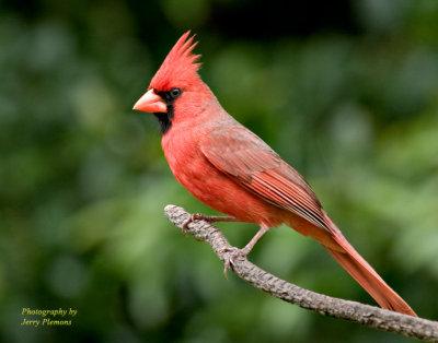 Cardinal