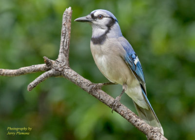 Blue-Jay