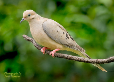 Morning-Dove