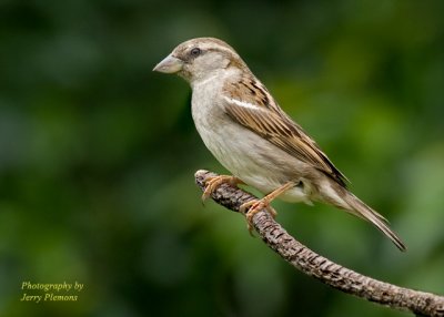 Sparrow
