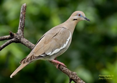 White Wing Dove