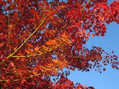 Red Maple