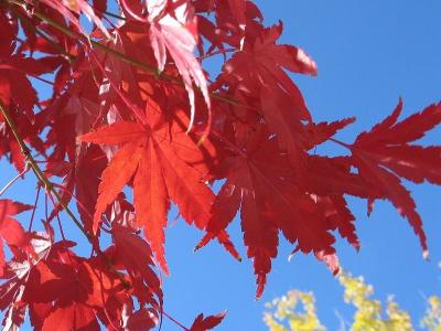 Leaf Detail, Red Maple