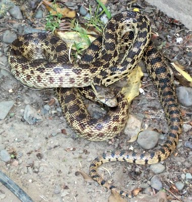 Gopher Snake.jpg