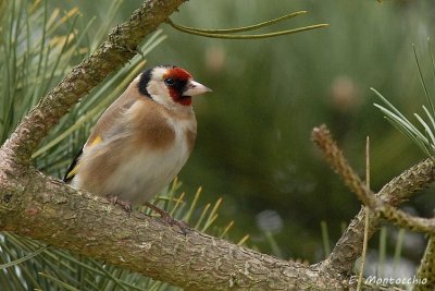 Chardonneret lgant