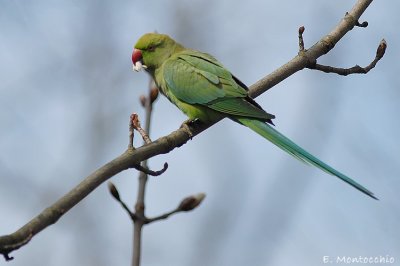 Bois de Vincennes