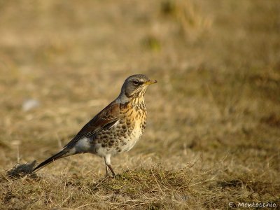 Les oiseaux - Digiscopies