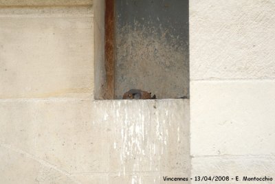 Premire visite aux faucons du chteau de Vincennes.
C'est le mle qui garde le nid.
