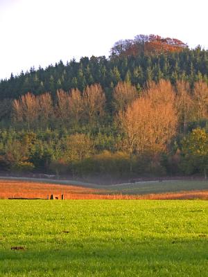 Wardour Woods I