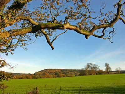 Wardour Woods II