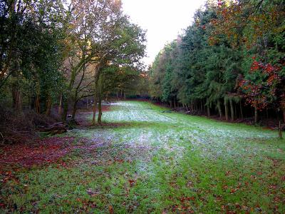 Wide grassy clearing