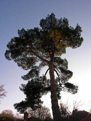 Tisbury tree