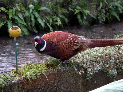 Find anything pheasant II