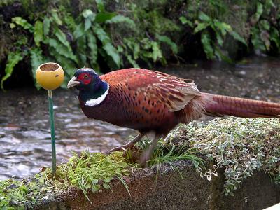 Find anything pheasant III