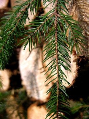 Needles and... logs...