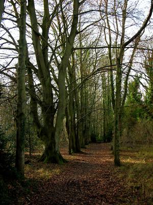 Hazel Plantation