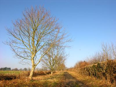 Green Drove II