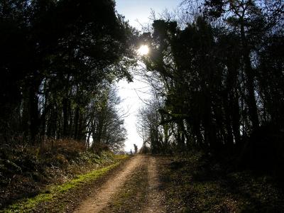 Coneygar Copse