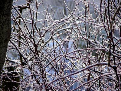 White branches