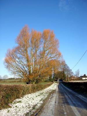 Golden tree
