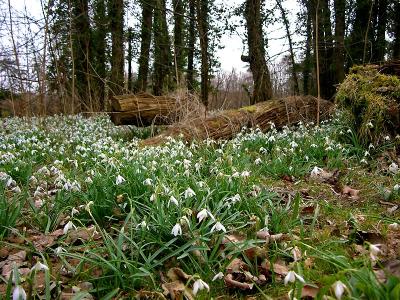 The end of the snowdrops (II)