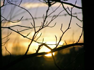 Budding