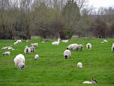 One of these sheep...14 April 2006 (210)