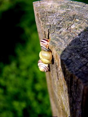 Three snails...