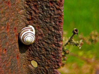 Rusty the snail