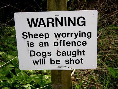 g3/66/584766/3/59072184.0737sheepworrying.jpg