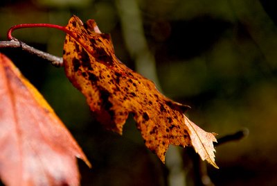 Spotted (autumnal rust) II