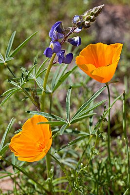  Wildflowers at Picacho Peak and AZ HY 60