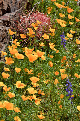 10-03 Picacho Peak State Park 11u.jpg