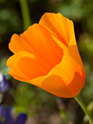 10-03 California Poppy (Picacho Peak State Park) 14.jpg