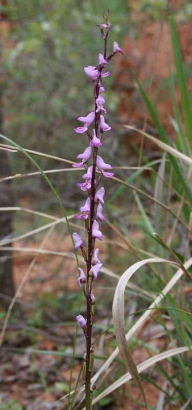 Iringa - Isimila prehistoric site Orchid detail.JPG