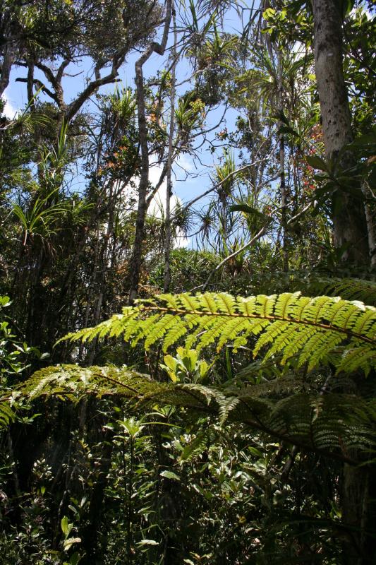 Montane Pandanus forest Madagascar Est Andasibe Vohimama for.JPG