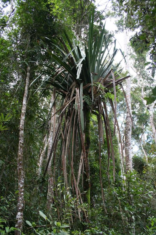 PandanusMadagascar Est Andasibe Mantandia National Park 7.I.JPG