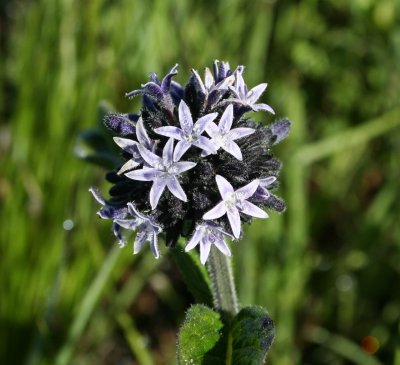 Kitulo National Park - Pentas purpurea.JPG