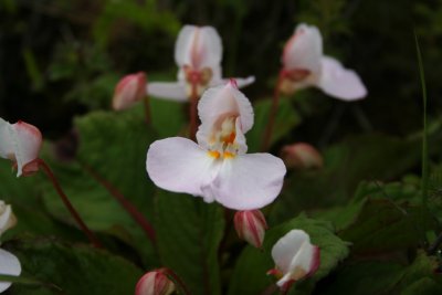 Kitulo National Park - flower a.JPG